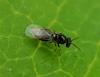 Tetrastichus sp.